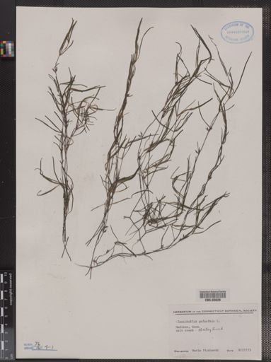 Zannichellia palustris