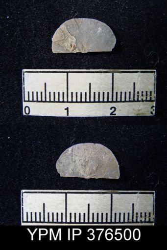 Chonetes granulifer