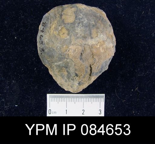 Leptaena rhomboidalis