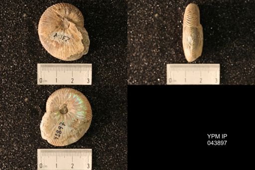 Hoploscaphites nicolletii