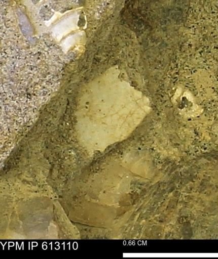 undet. Mollusca