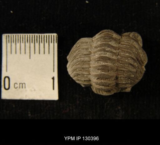 Phacops rana