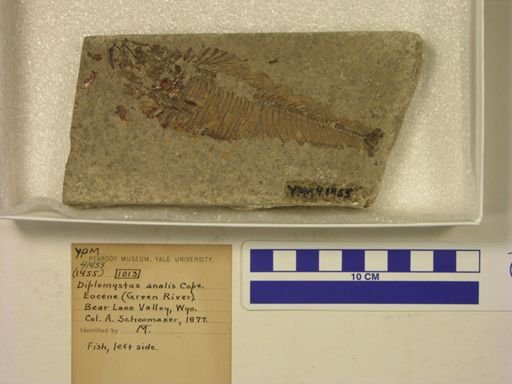Diplomystus analis