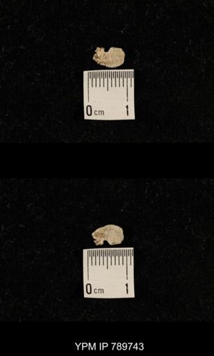 undet. Brachiopoda
