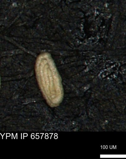 Spirolocammina planula