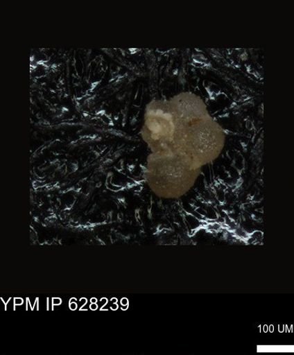 undet. Foraminiferida