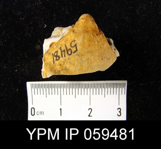 Meristella rostellata