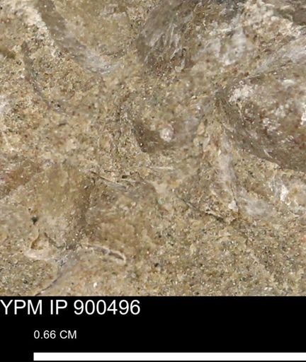 Anomia gryphorhyncha