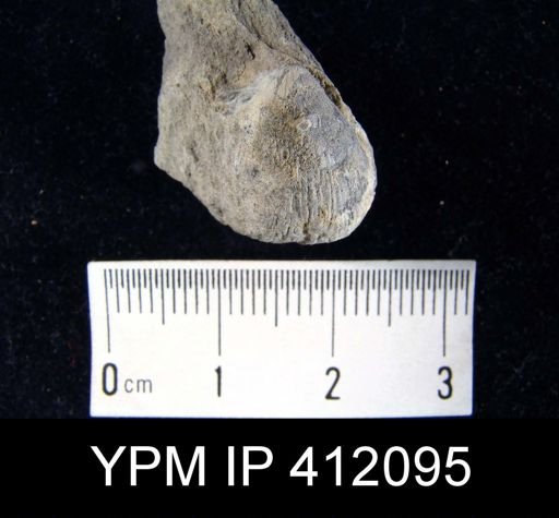Linoproductus?