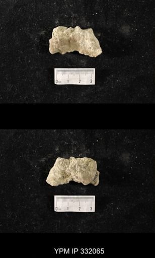 Heterotrypa?