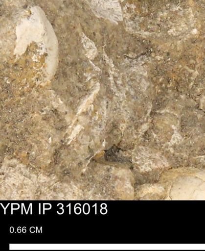 undet. Mollusca