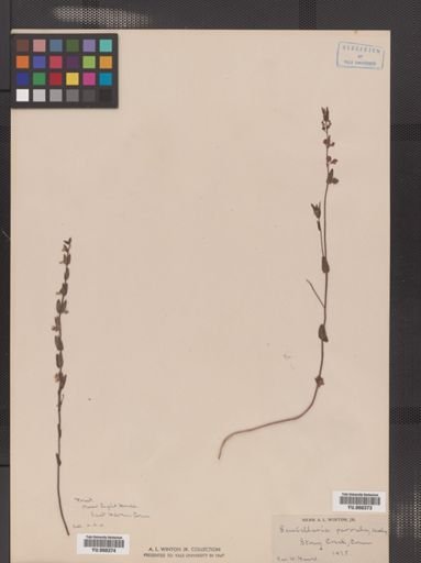 Scutellaria leonardii