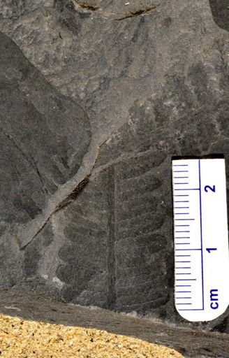 Pecopteris sp.