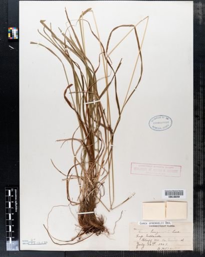 Carex sprengelii