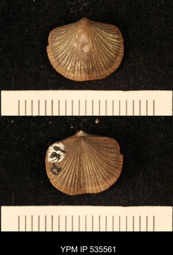 Dalmanella sp.