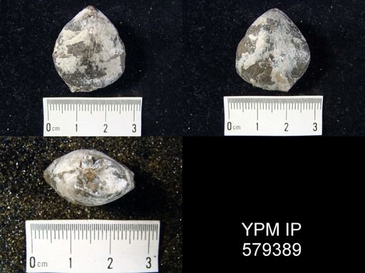 Meristella barrisi