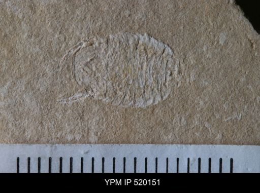undet. Cheloniellida
