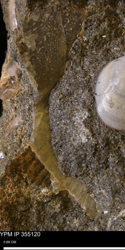 undet. Mollusca