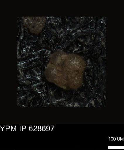 undet. Foraminiferida