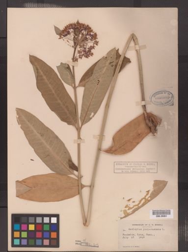 Asclepias purpurascens