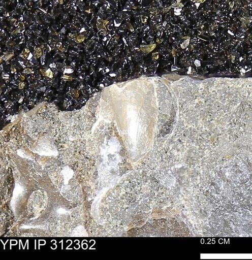 Phelopteria linguaeformis