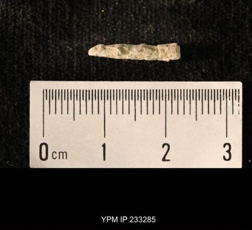 Archaeocidaris sp.