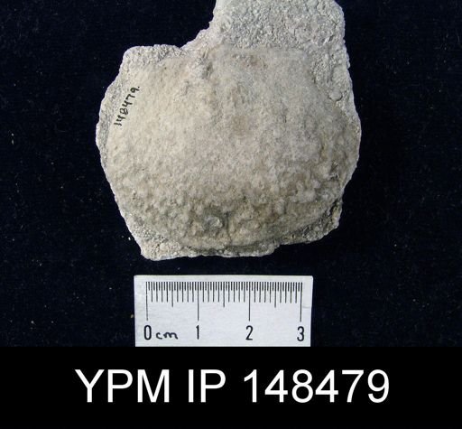 Pustula nebrascensis