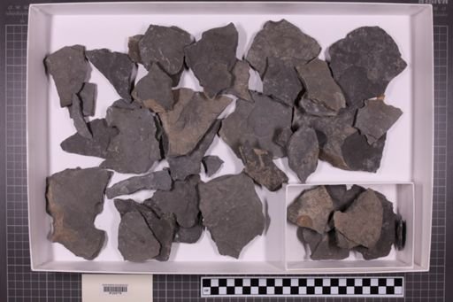 mixed taxa, stratigraphic collection