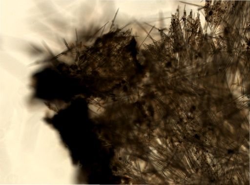 Halichondrida