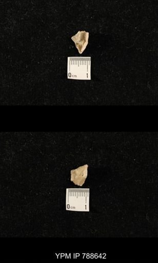 undet. Brachiopoda