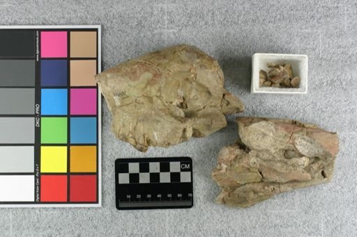 Neohyaenodon horridus