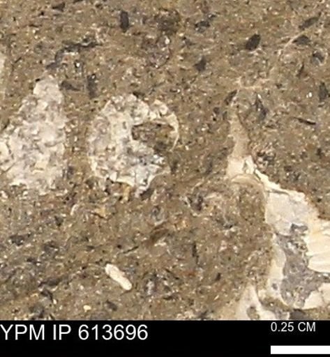 Scaphites sp.