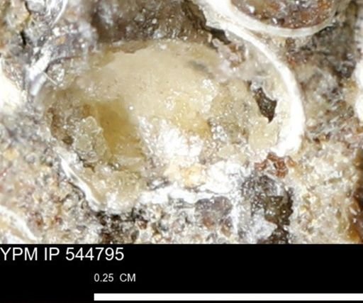 Corbulamella gregaria