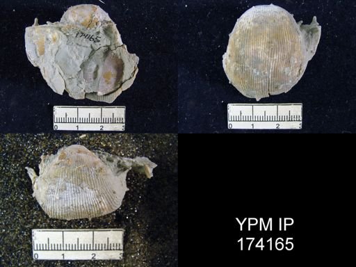 Linoproductus cora