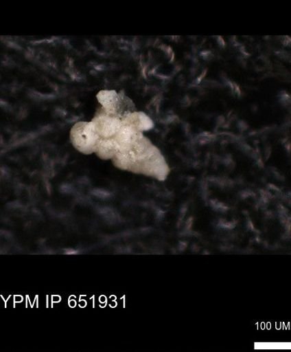 undet. Heterohelicidae