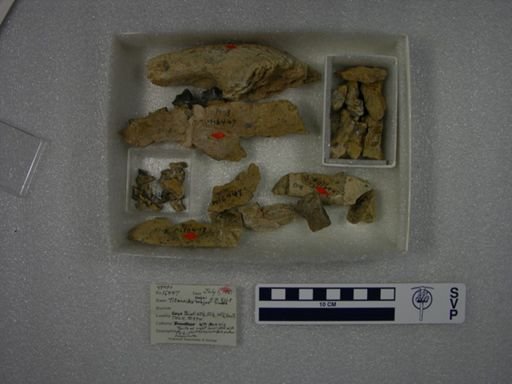 Titanoides majus