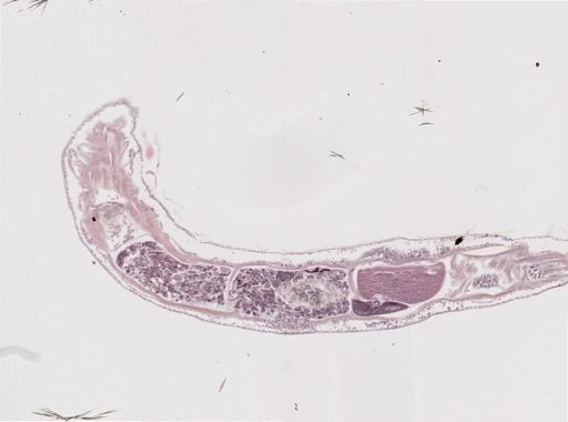 Cambarincola vitreus