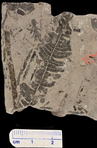 Cladophlebis angustifolia