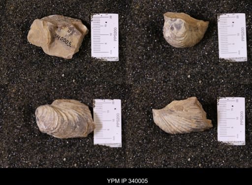 Ostrea soleniscus