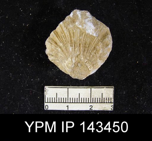 Streptorhynchus (Kiangsiella) pectiniformis