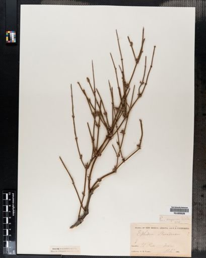 Ephedra