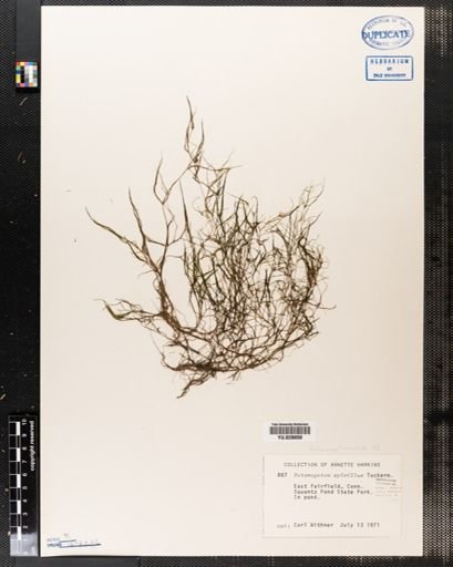 Potamogeton spirillus