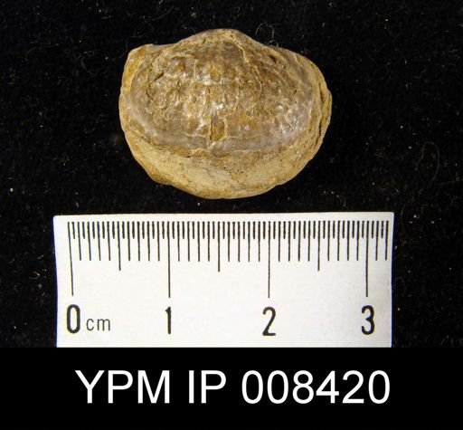 Marginifera muricata