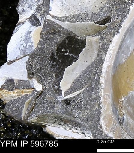 undet. Bivalvia
