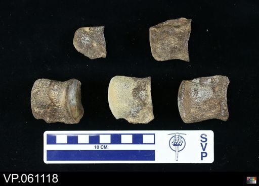 undet. Mosasauridae