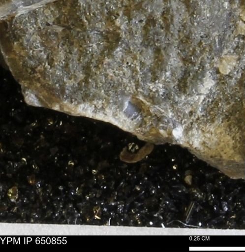 undet. Bivalvia