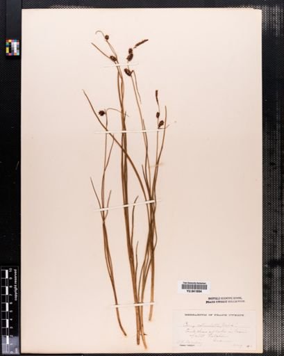 Carex
