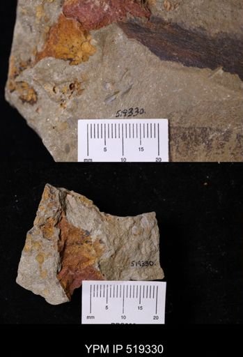 undet. Hyolithida