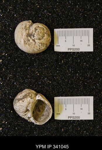 Euspira sp.