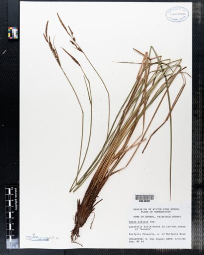 Carex stricta